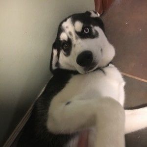 Meet your Posher, Dale